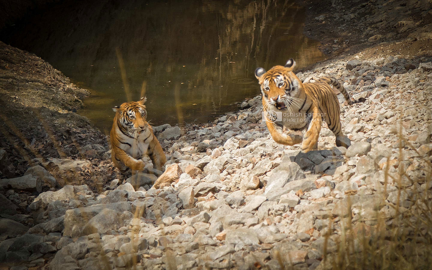 Ranthambore National Park Safari Timings & Cost: Big Cat Safari